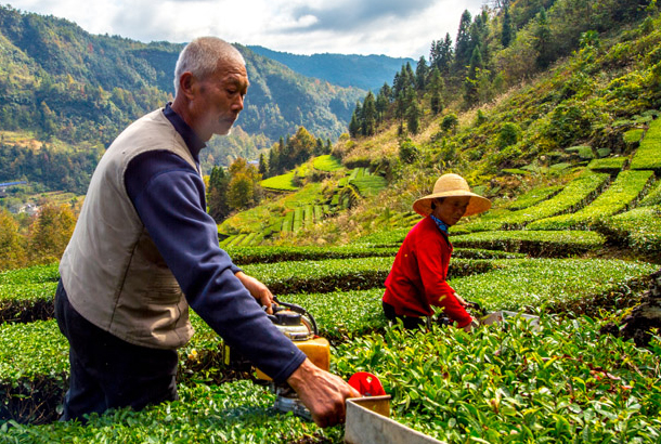 两片叶子富了一个县 ——湖南省桑植县走出知识产权扶贫路 两片叶子富了一个县 ——湖南省桑植县走出知识产权扶贫路
