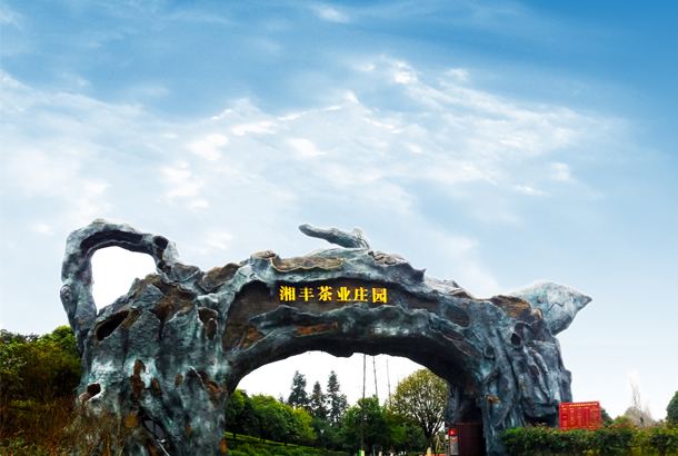 乐动体育在线_乐动(中国)茶业：一片“绿茶”，香飘全世界