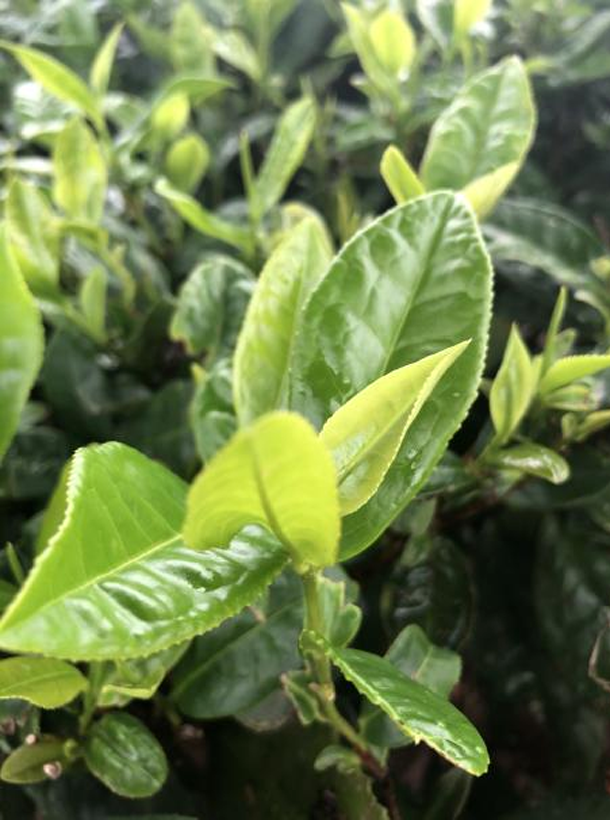 湘波绿.png 湘波绿.png