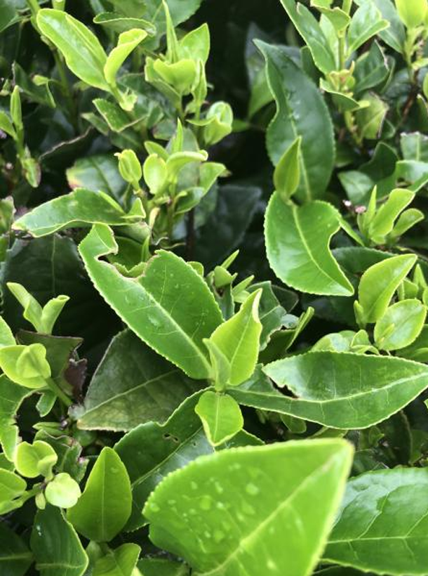 湘波绿1.png 湘波绿1.png