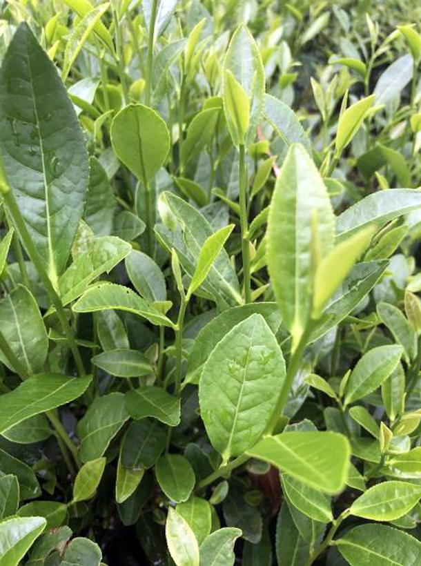 福鼎大毫 福鼎大毫