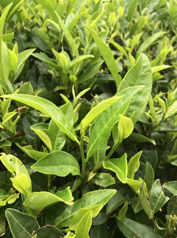 碧香早.png 碧香早.png