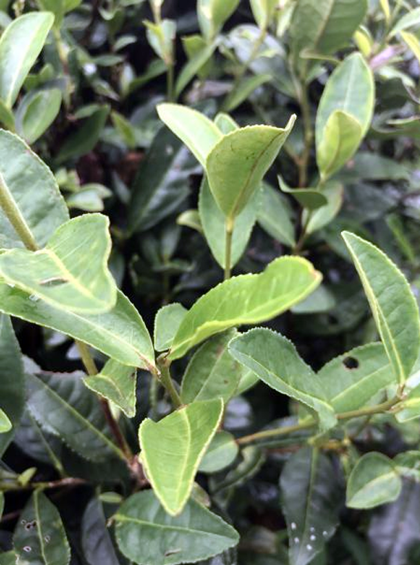 龙井43.png 龙井43.png