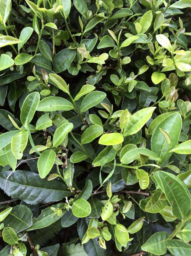 黄金芽1.png 黄金芽1.png