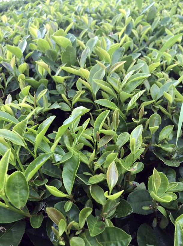 平阳特早1.png 平阳特早1.png