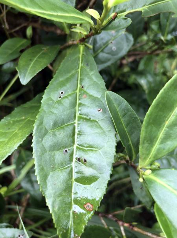 安吉白茶1.png 安吉白茶1.png