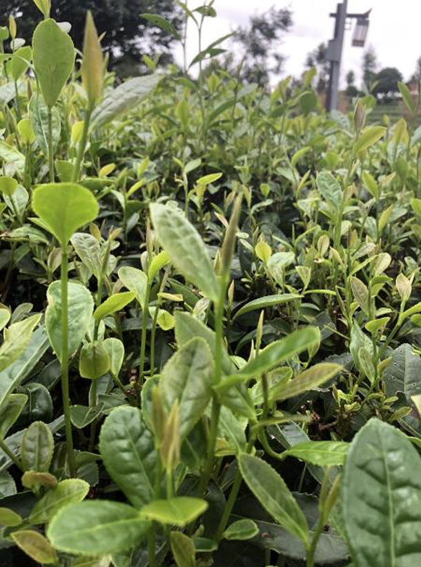 春波绿1.png 春波绿1.png