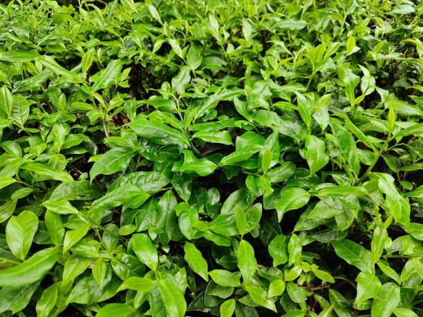 乐动体育在线_乐动(中国)6号（80-85-82）