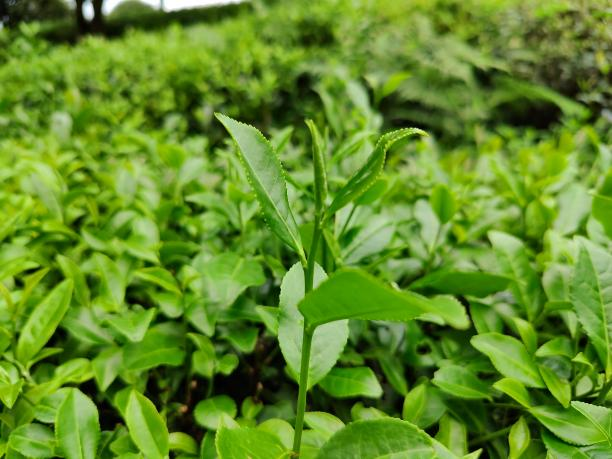 湘安10号 湘安10号