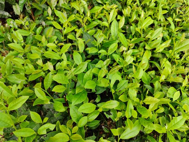 乐动体育在线_乐动(中国)8号(08-78) 乐动体育在线_乐动(中国)8号(08-78)