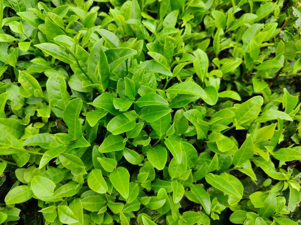 黄金22号 黄金22号