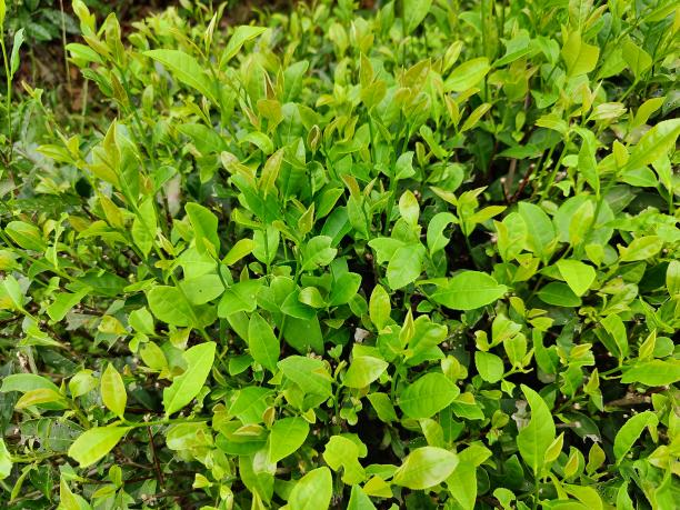 乐动体育在线_乐动(中国)11号（08-36）