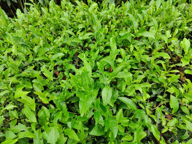 乐动体育在线_乐动(中国)12号(79-42-28).png 乐动体育在线_乐动(中国)12号(79-42-28).png