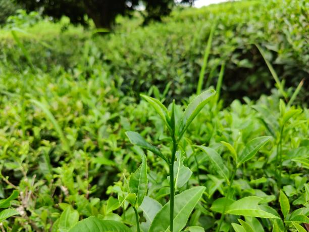 乐动体育在线_乐动(中国)12号（79-42-28）