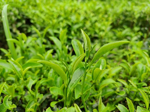 大瑶茶.png 大瑶茶.png