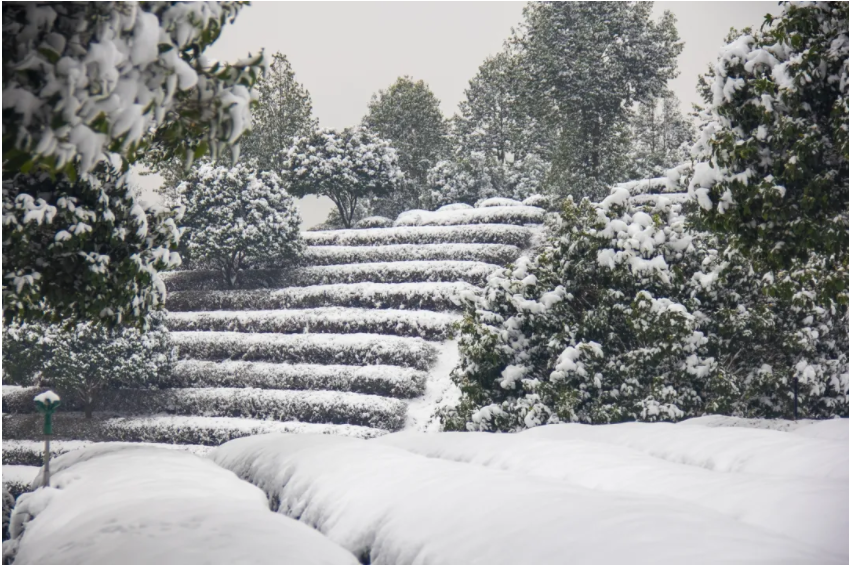 茶圃.png 茶圃.png