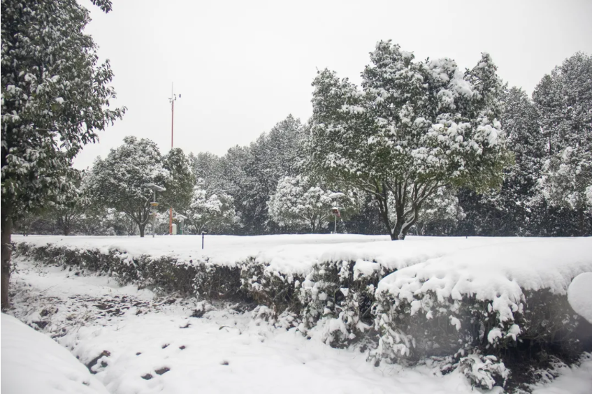 茶园.png 茶园.png