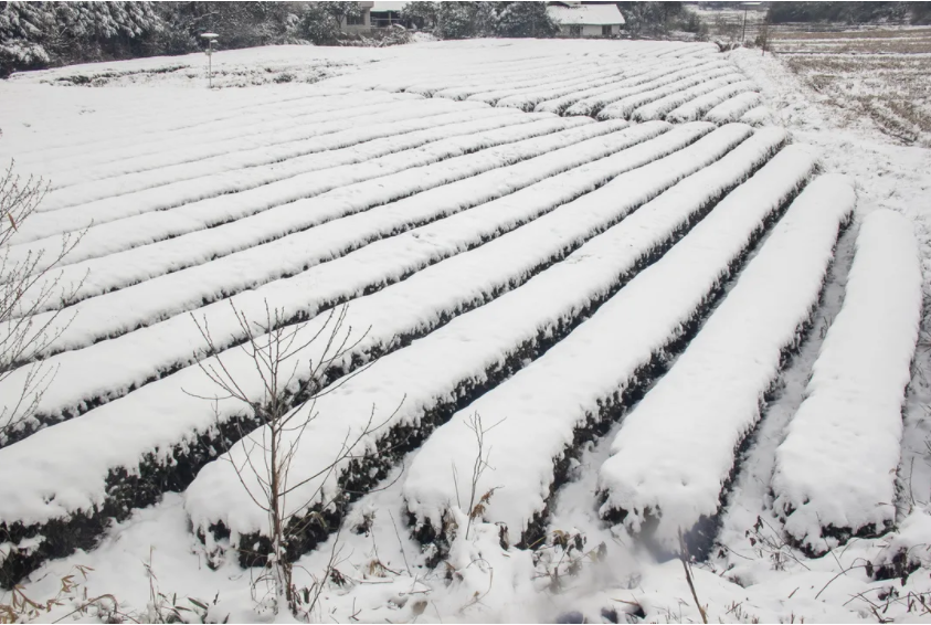 茶树.png 茶树.png