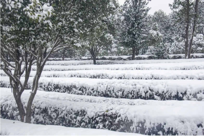 古茶树.png 古茶树.png