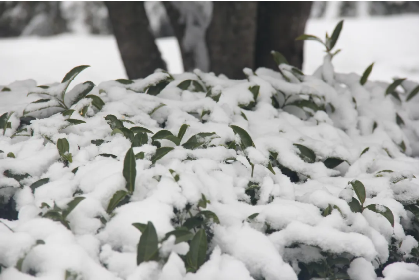 茶叶.png 茶叶.png