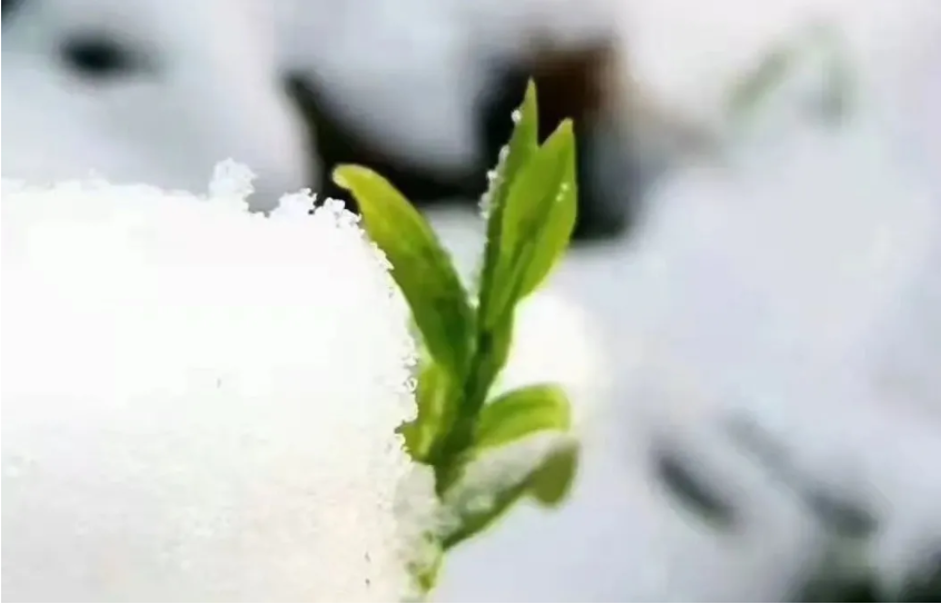 茶芽.png 茶芽.png