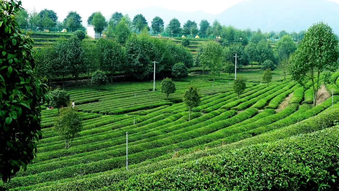 乐动体育在线_乐动(中国)茶业庄园—百茶园1.png
