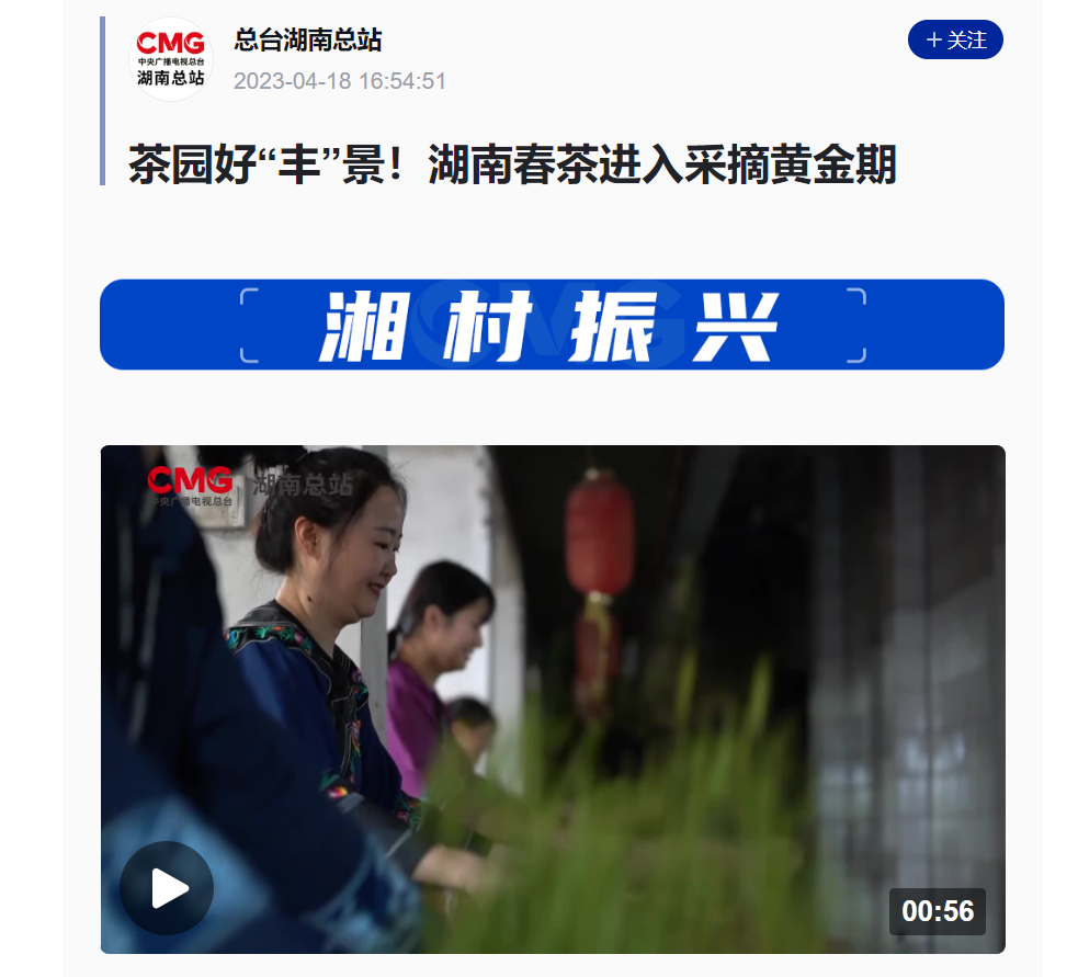 茶园好“丰”景!湖南春茶进入采摘黄金期 茶园好“丰”景!湖南春茶进入采摘黄金期