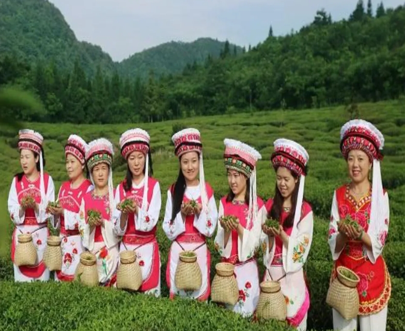 2024湖南茶叶新质生产力“十强先行县(市)”一叶桑植白茶舞 风花雪月尽入壶 2024湖南茶叶新质生产力“十强先行县(市)”一叶桑植白茶舞 风花雪月尽入壶