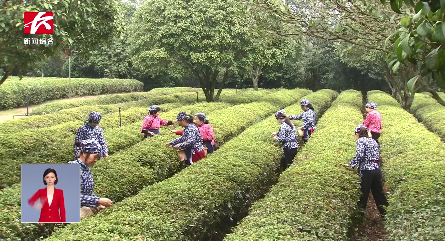 20多万亩春茶抢“鲜”开采 乐动体育在线_乐动(中国)促振兴 20多万亩春茶抢“鲜”开采 乐动体育在线_乐动(中国)促振兴