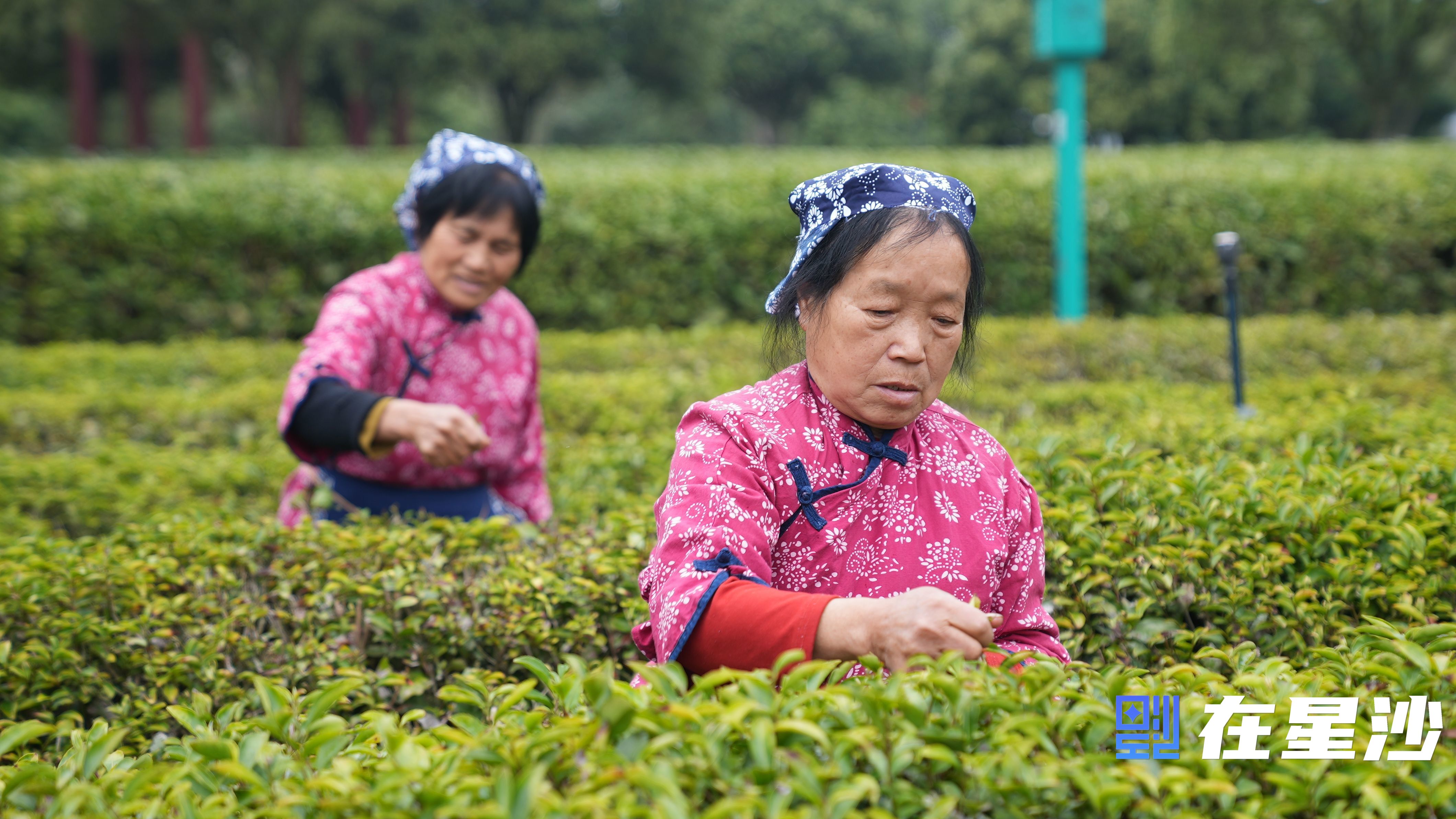 长沙县头茬春茶抢“鲜”开采 万亩茶园好“丰”光 长沙县头茬春茶抢“鲜”开采 万亩茶园好“丰”光